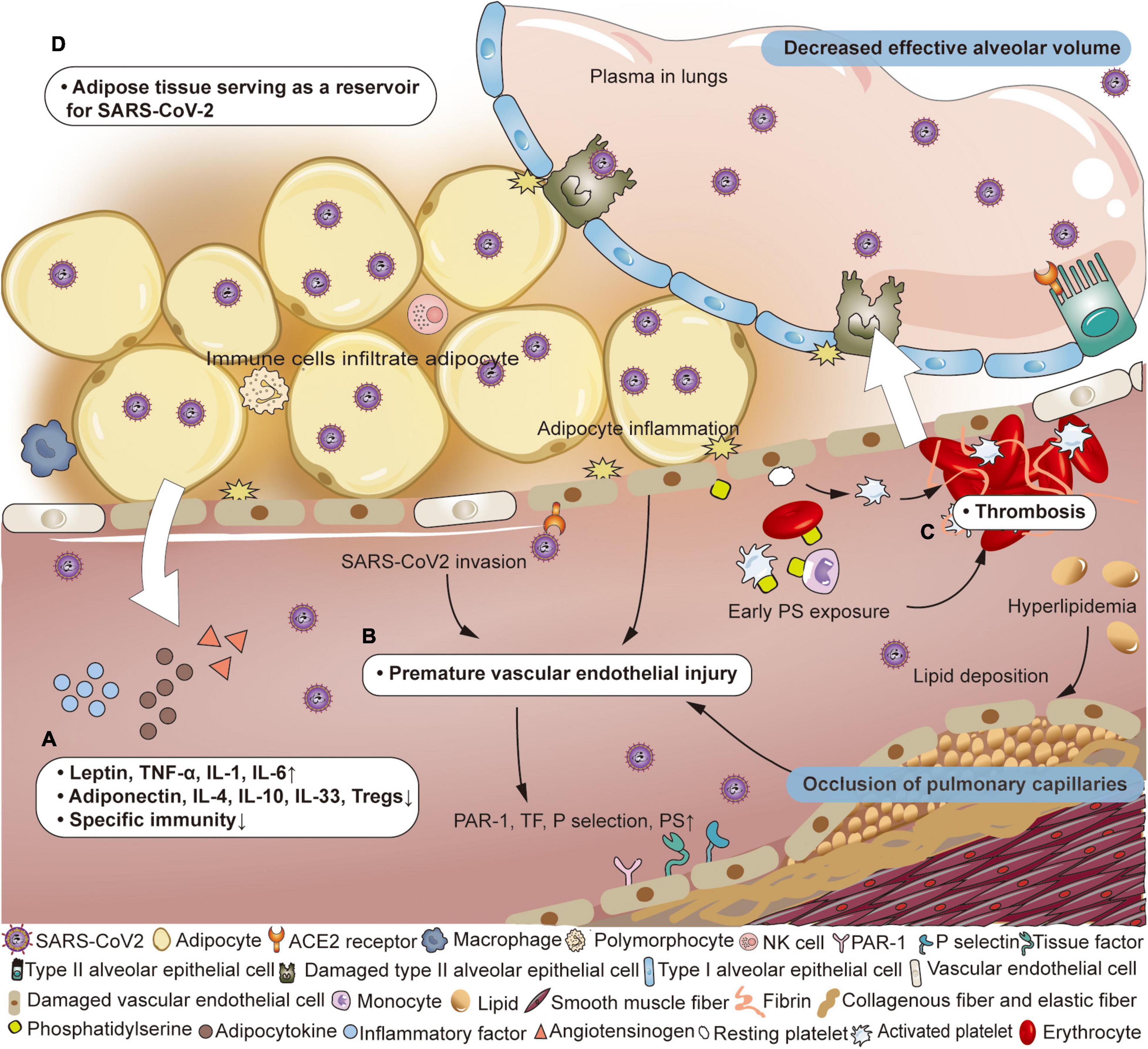 The intersection of obesity and (long) COVID-19: Hypoxia, thrombotic inflammation, and vascular endothelial injury